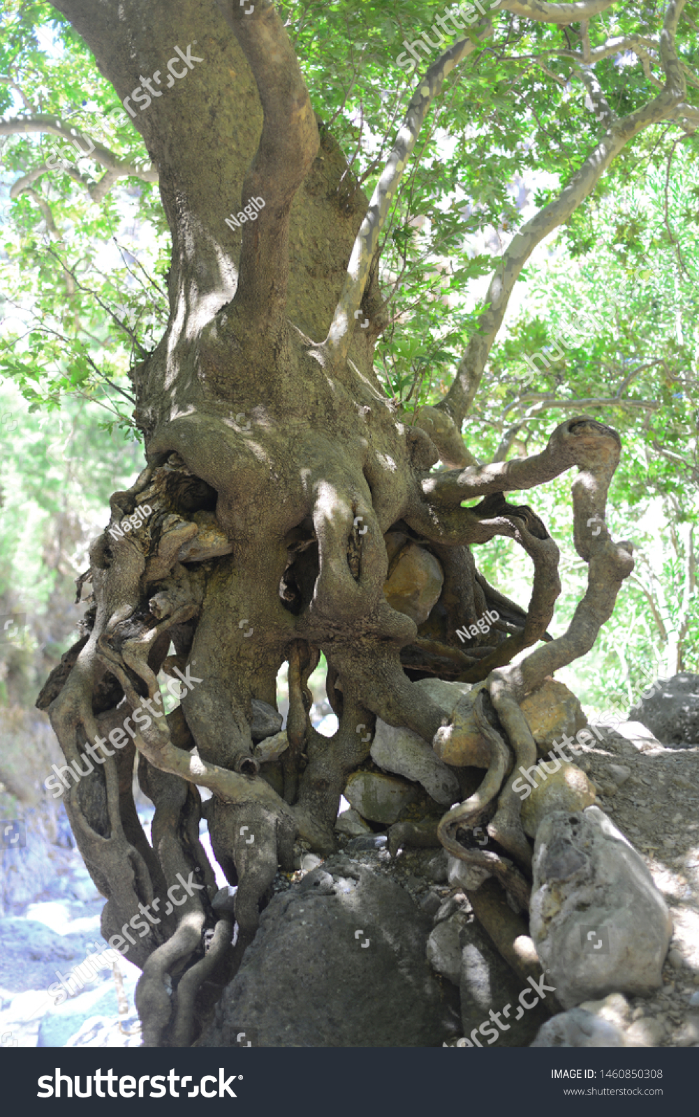 tree