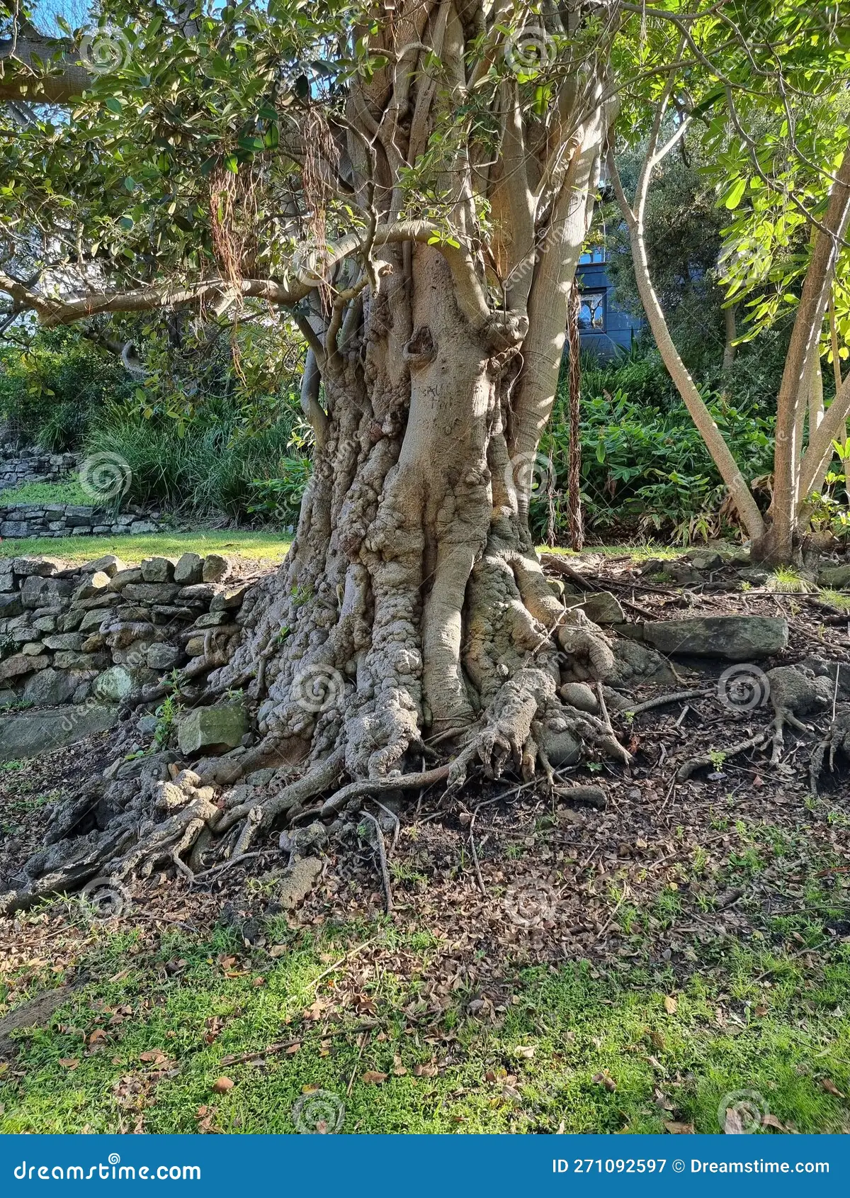 tree