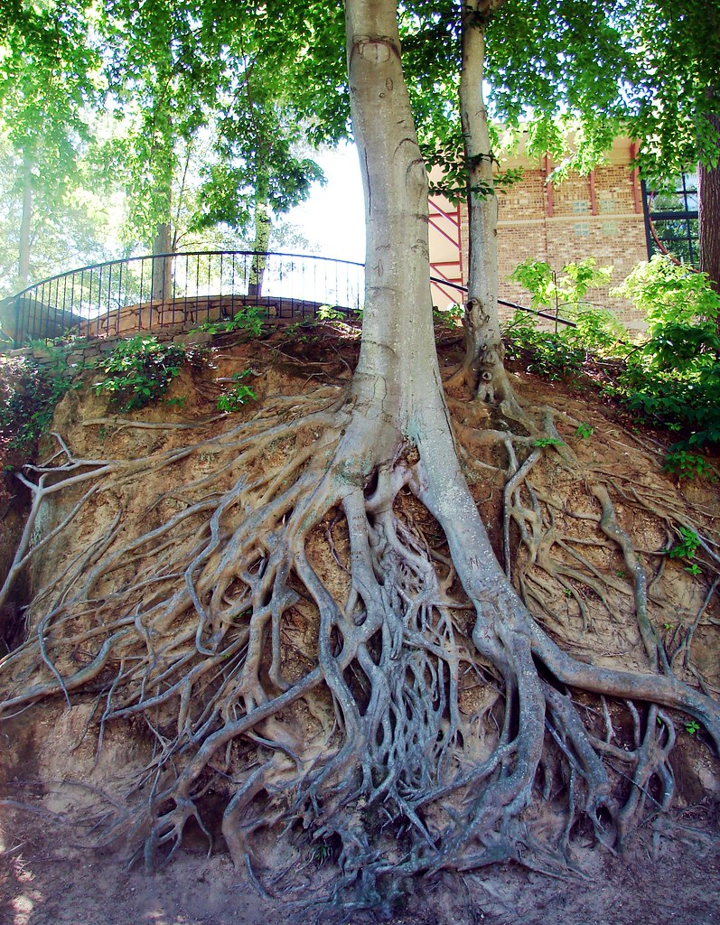 tree