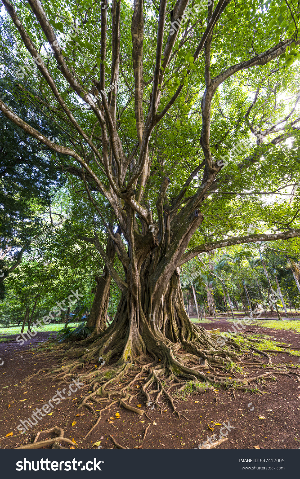 tree